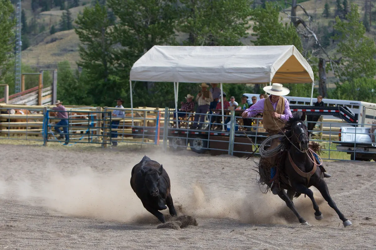 Bull and rider in front of the Yarraman rodeo arena