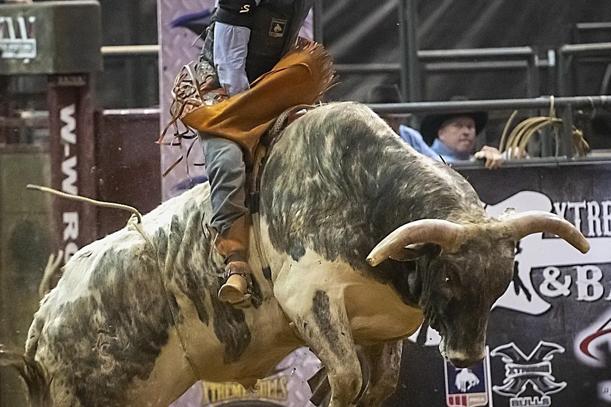 Bull rider competing in the arena