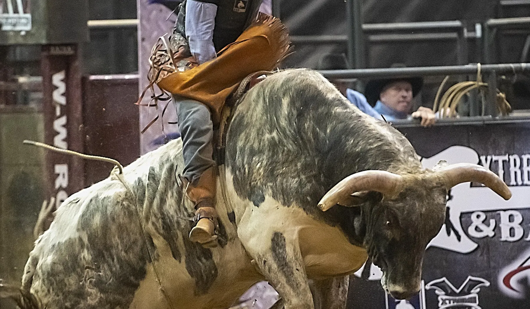 Bull riding action in the arena